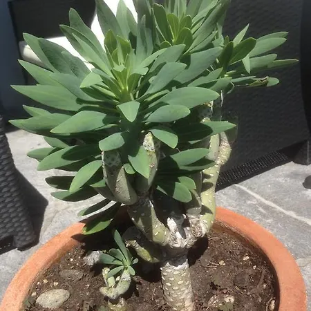 Apartment Sonnenstrahl Locarno