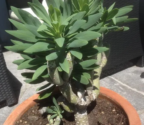 דירה Sonnenstrahl לוקרנו