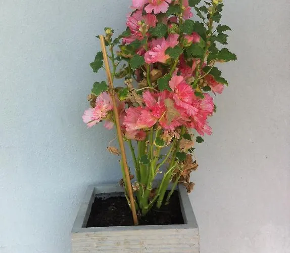 Sonnenstrahl Локарно